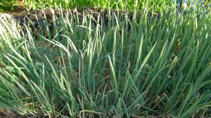 spring onions, Allium fistulosum