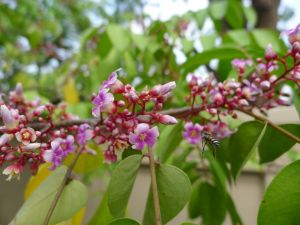 star fruit, Averrhoa carambola