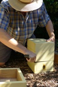 Hive split/ Stingless bee, Tetragonula carbonaria