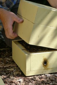 Hive split/ Stingless bee, Tetragonula carbonaria