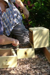 Hive split/ Stingless bee, Tetragonula carbonaria