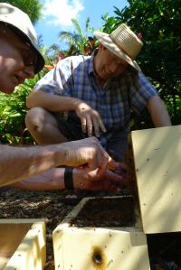 Hive split/ Stingless bee, Tetragonula carbonaria