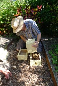 Hive split/ Stingless bee, Tetragonula carbonaria