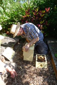 Hive split/ Stingless bee, Tetragonula carbonaria