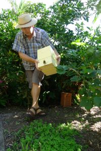 Hive split/ Stingless bee, Tetragonula carbonaria