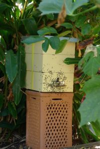 Hive split/ Stingless bee, Tetragonula carbonaria