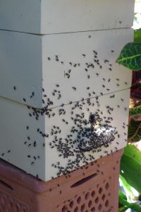 Stingless bee, Tetragonula carbonaria