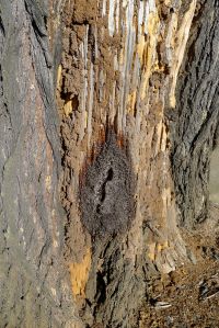 Stingless bee hive in Bribie Island pine, Callitris columellaris