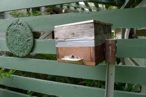 Penny McKinlay's stingless bee hive