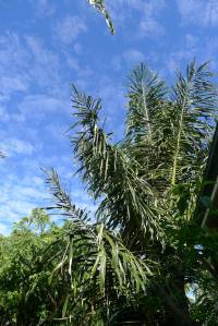 Sugar palm, Arenga pinnata