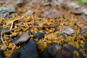 Stingless bee garbage dump