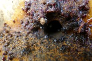 Tetragonula carbonaria hive entrances are messy, while T. hockingsi nest entrances are clean