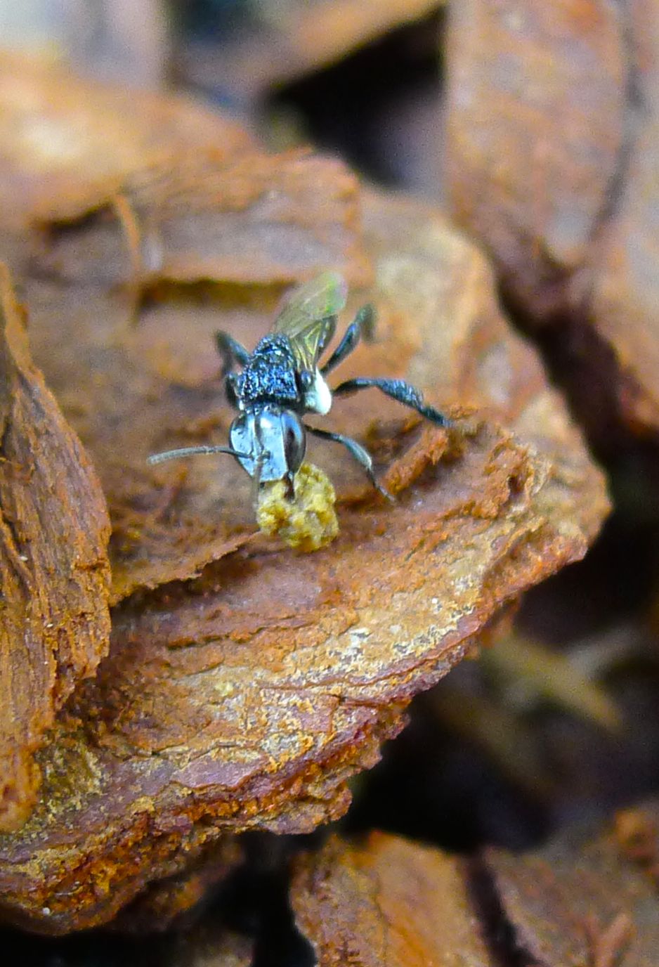 Stingless bee on housekeeping duty
