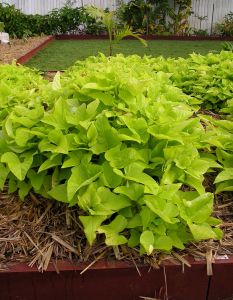 Sweetpotato, Ipomoea batatas 'Marguerite'