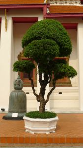 Tamarind, Tamarindus indica (not grown at Bellis)