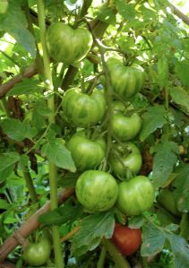 Cherry tomato Green Zebra