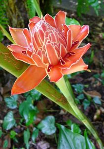Native Torch ginger, Etlingera elatior