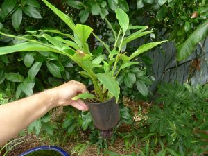 True cardamom, Elettaria cardamomum, 1 year seedling