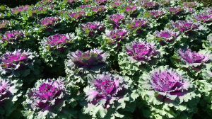 Variegated cabbage, Brassica oleracea, Roma Street