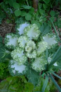 Variegated kale, Brassica oleracea Acephala group
