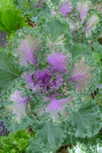 Variegated kale, Brassica oleracea Acephala group