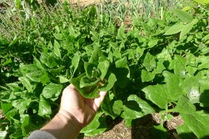 Warrigal greens, Tetragonia tetragonioides