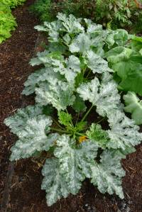 Zucchini, Cucurbita pepo 'Blackjack'