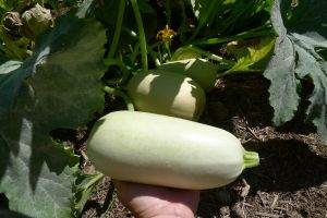 Zucchini, Cucurbita pepo 'Lebanese'. Sown 13.2.14, weighs 1.14kg