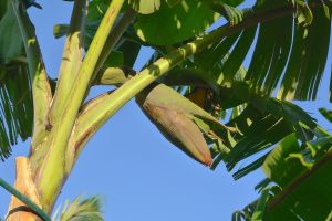 Banana flower, Musa x sapientum 'Pisang Ceylan'