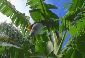 Banana, Musa x sapientum 'Java Blue'
