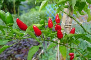 chilli, Capsicum annuum 'Peri Peri'