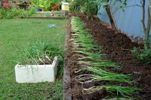 My garden produces 4 tonnes of compost a year