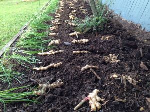 Ginger, Zingiber officinale