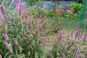 Lagos spinach, Celosia spicata
