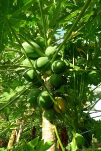 Pawpaw, Carica papaya 'Southern Red'