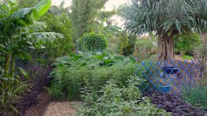 My subtropical food garden
