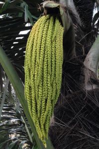 Sugar palm flower, Arenga pinnata