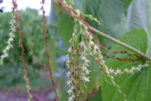 Winged yam flowers, Dioscorea alata