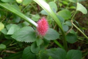 Acalypha Summer Love