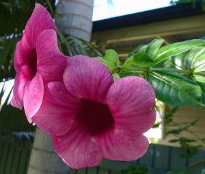 Allamanda Jamaica Sunset