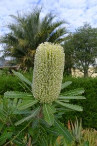 Banksia aemula