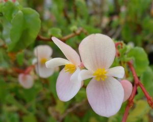 Begonia cubensis