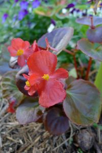 Begonia semperflorens
