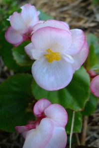 Begonia semperflorens