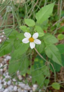 Bidens pilosa