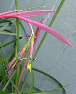 Billbergia nutans