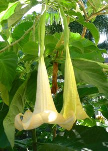 Brugmansia
