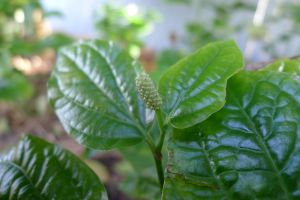 Cha-plu, Piper sarmentosum