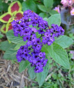 Cherry Pie, Heliotropium