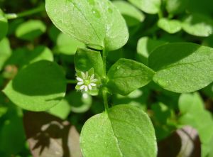 chickweed, Stellaria media